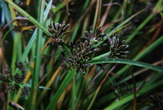 Cyperus fuscus / Zigolo nero